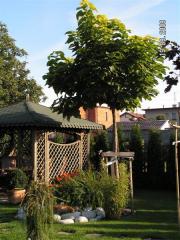 KONICA MINOLTA DIGITAL CAMERA