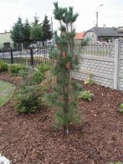 KONICA MINOLTA DIGITAL CAMERA